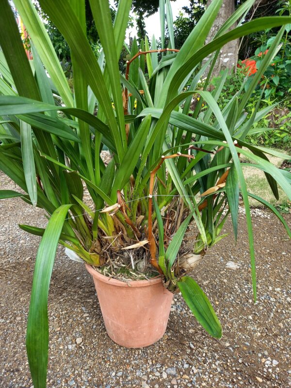 洋蘭の植え替え 宮﨑園芸店