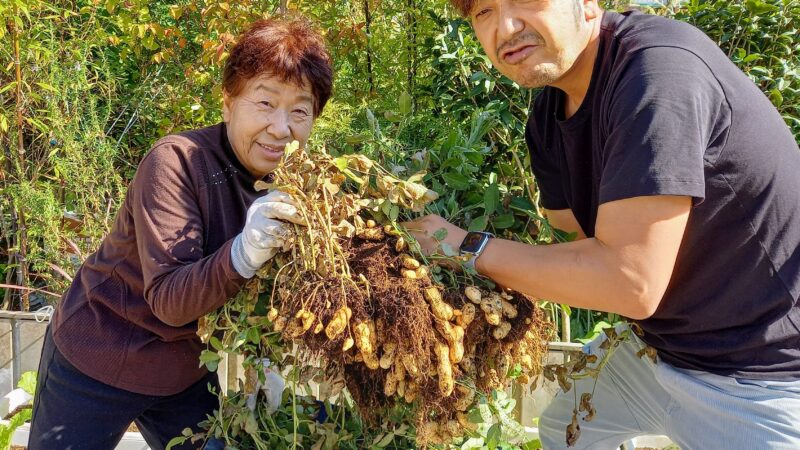 落花生　初収穫！