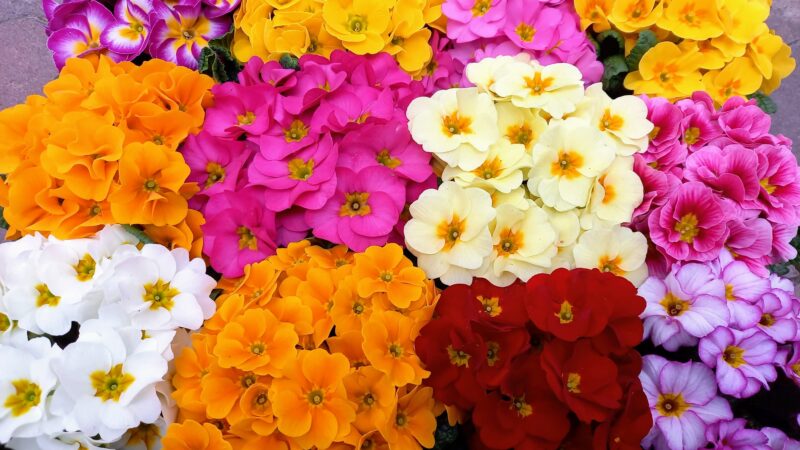 R7　卒業式やステージ上におすすめの鉢花