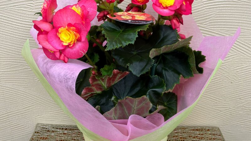 お問い合わせの鉢花のおすすめ３/12