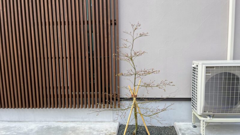 青シダレモミジのお問い合わせの件