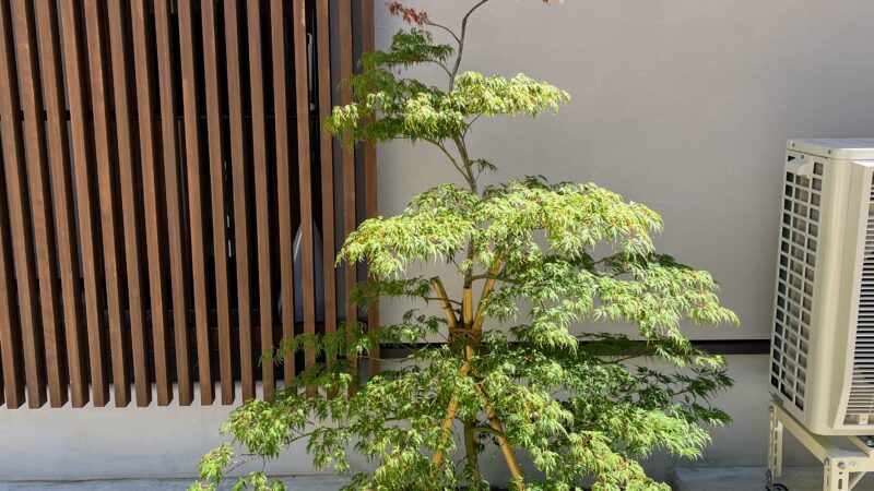 青シダレモミジ植え込み