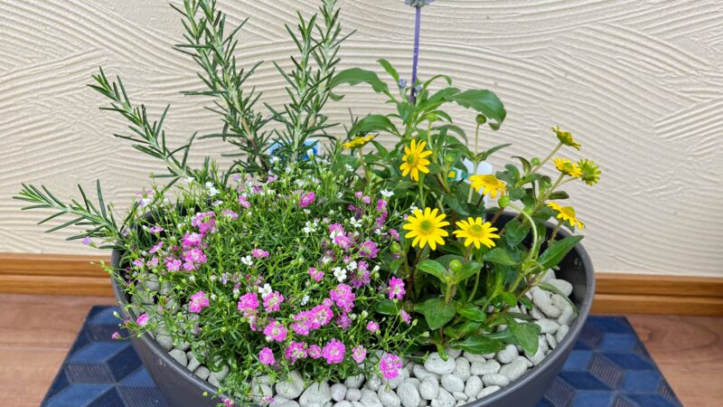 初夏の寄せ植え講習会