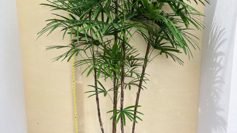 中庭の鑑賞樹ご注文の件