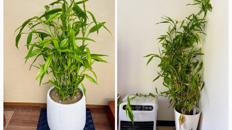 植え替え手直し実例紹介