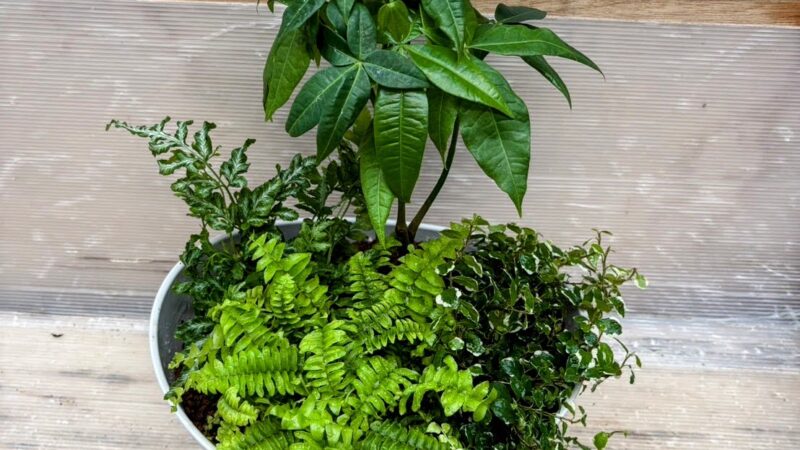 高山市グリーンマーケット　寄せ植え講習会