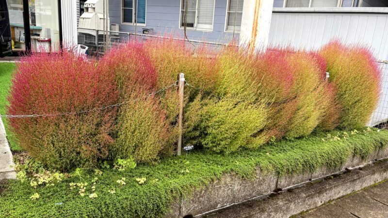 人工芝を使った花壇作成