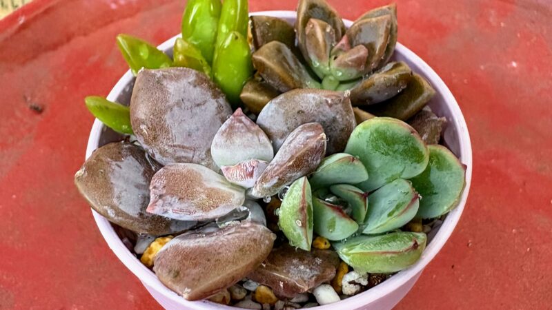 夏休みにやってみよう　～親子で多肉植物の寄せ植え作り～