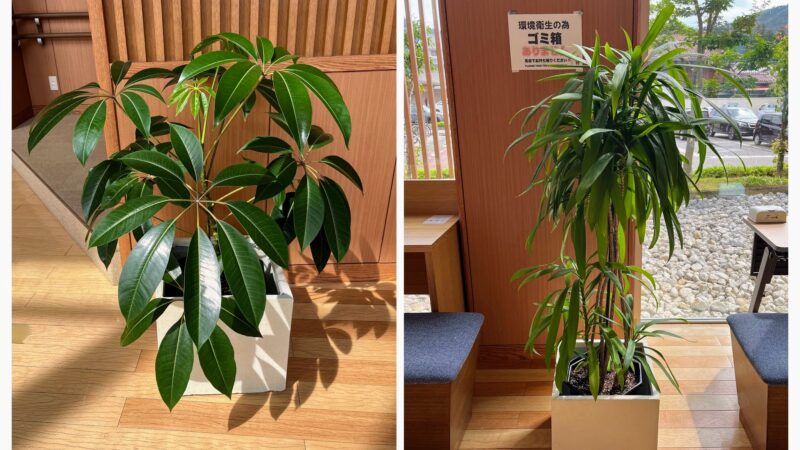 出張植え替え実例