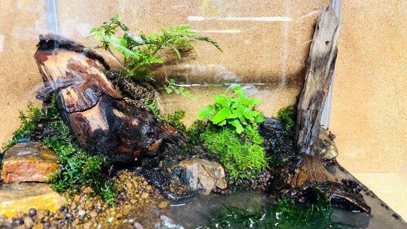 テラリウム　生き物を育てられる景色作り
