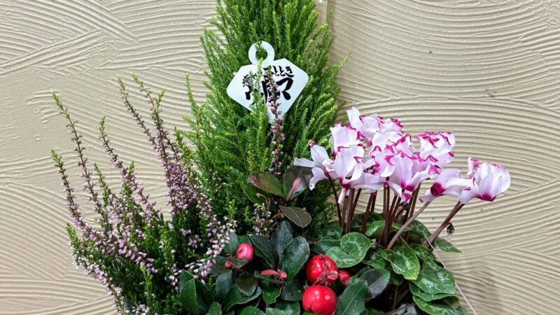 クリスマス～お正月に楽しめる玄関向き寄せ植え