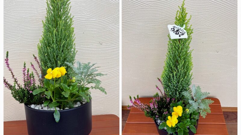 寄せ植え講習会　11/15日、16日