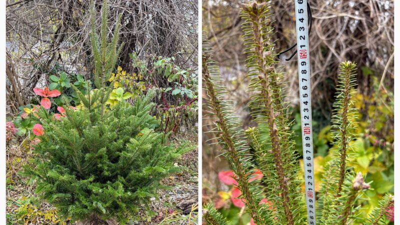 モミノキ　お問い合わせの件