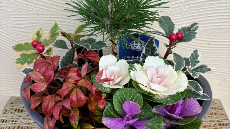 お正月寄せ植え講習会12/17