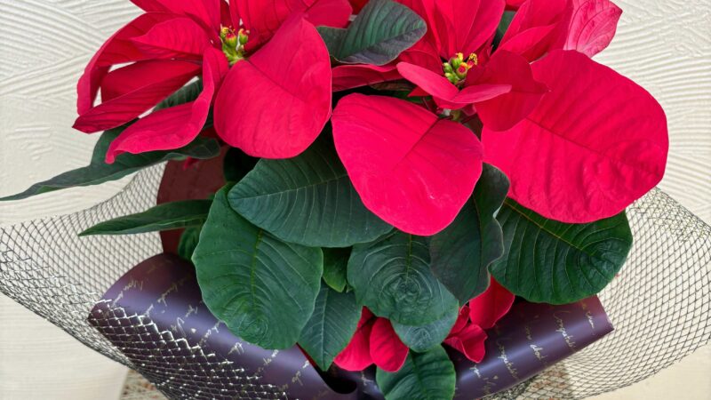 ポインセチアの件