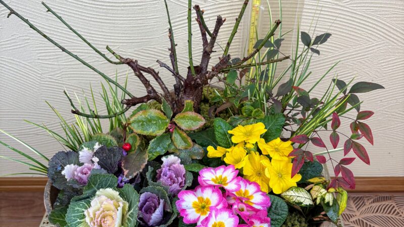 お正月寄せ植え、梅鉢他手直し実例