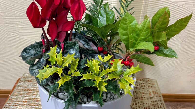 寄せ植え講習会 2025/12/18