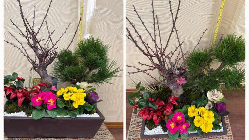 梅、松の寄せ植え(松竹梅)作成