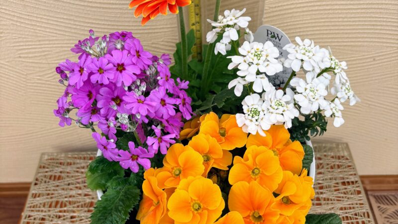 春の寄せ植え　清見様