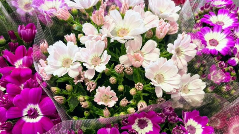 卒業式やステージ上におすすめ 春の鉢花