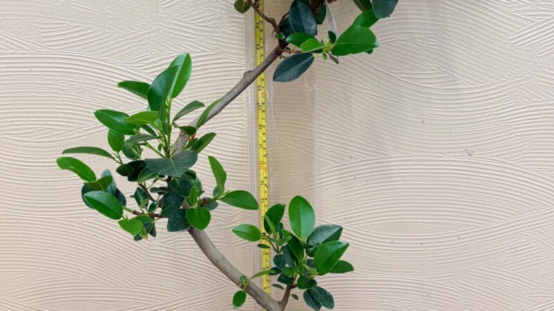 お問い合わせのゴムの木(フィカス)