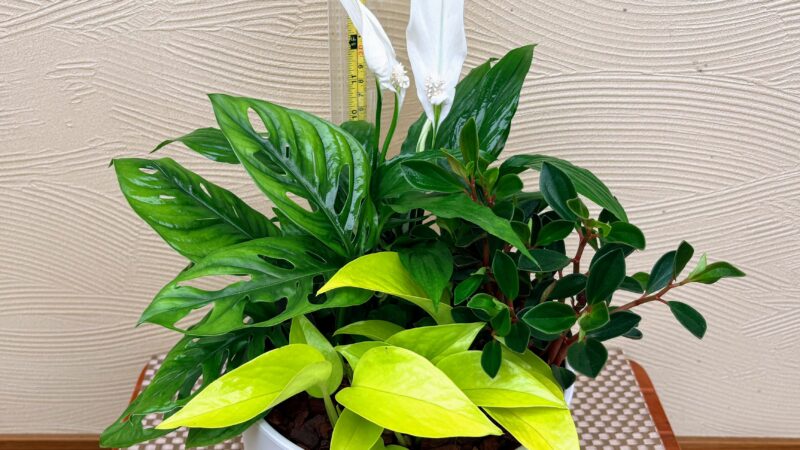 初夏の寄せ植え講習会見本