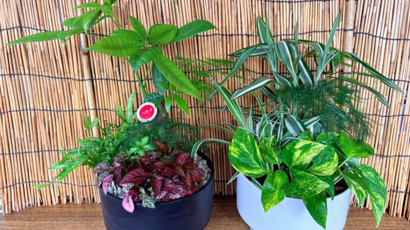 6月27日 涼しげな観葉植物の寄せ植え講習会