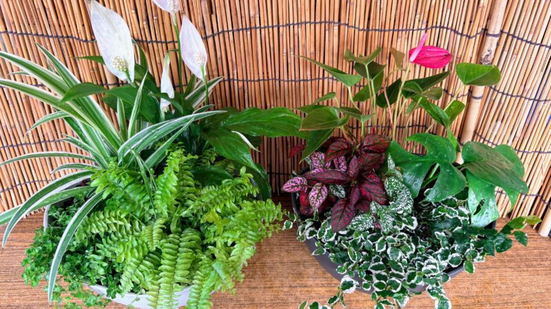 6月18日 涼しげな観葉植物寄せ植え講習会
