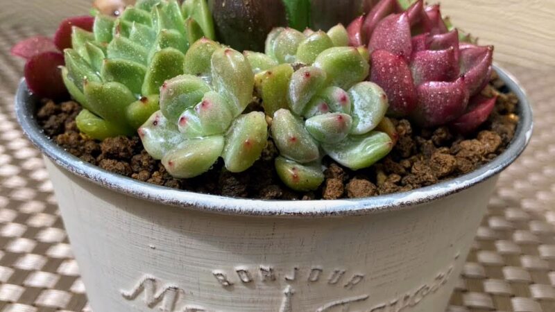 7月4日 多肉植物の寄せ植え講習会