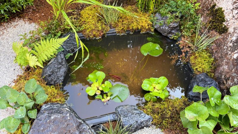 ビオトープのあるお庭作り
