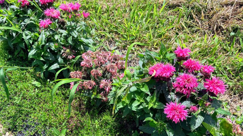 宿根草のボーダー花壇作り